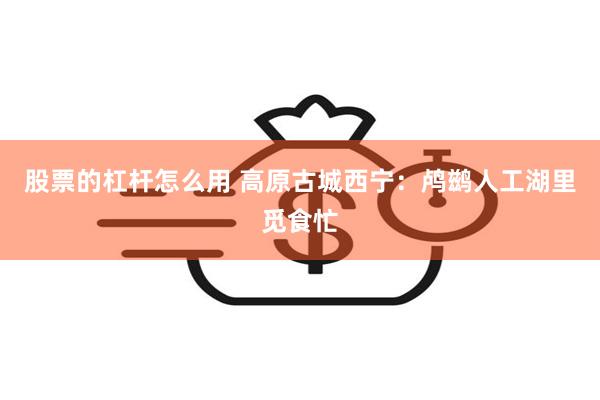 股票的杠杆怎么用 高原古城西宁：鸬鹚人工湖里觅食忙